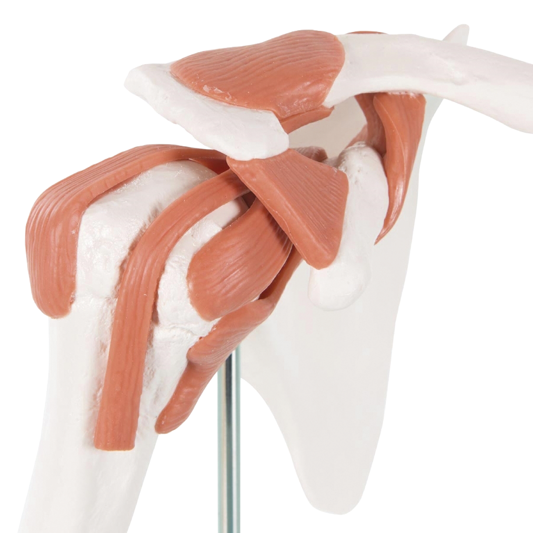 Shoulder Joint - Functional