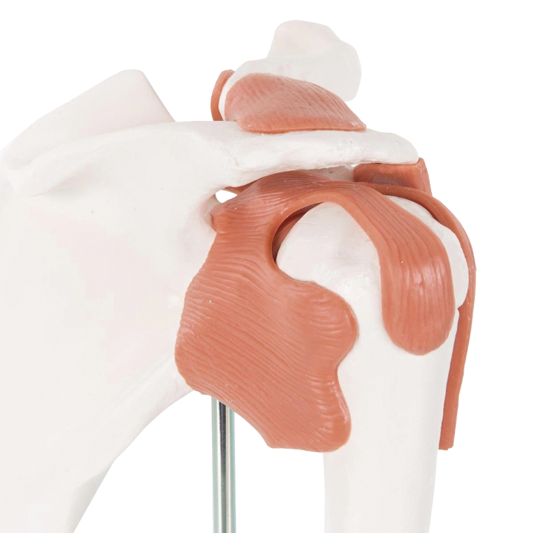 Shoulder Joint - Functional