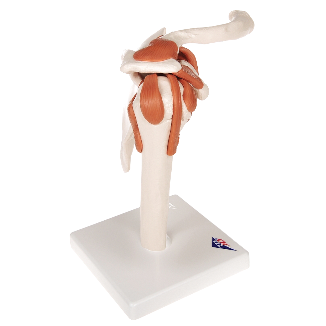 Shoulder Joint - Functional