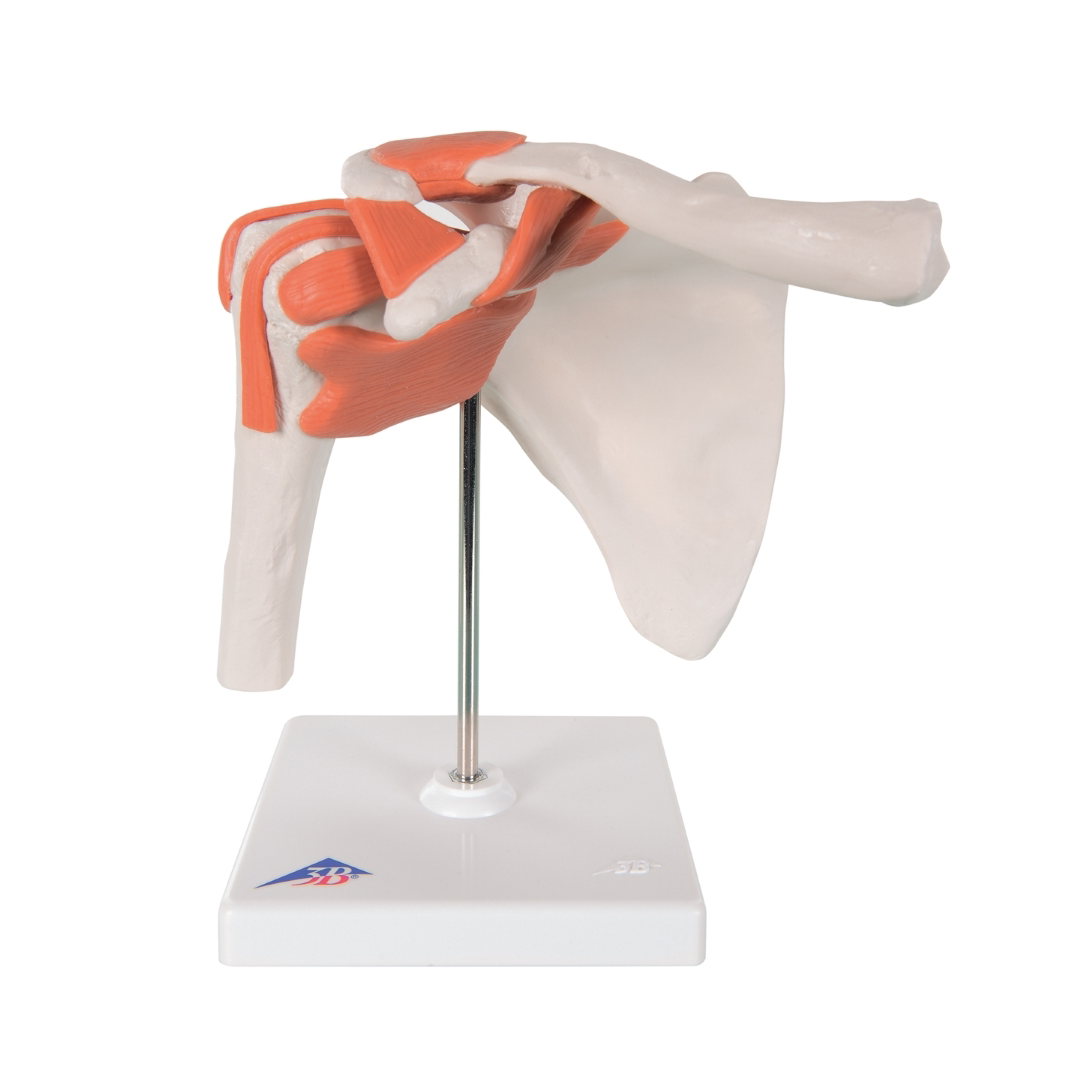 Shoulder Joint - Functional
