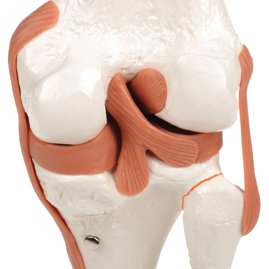 Knee Joint Model