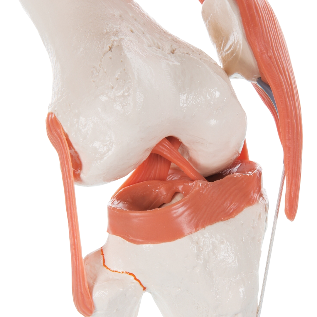 Knee Joint Model