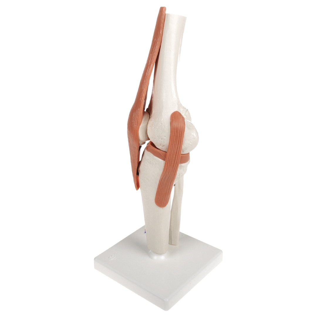 Knee Joint Model