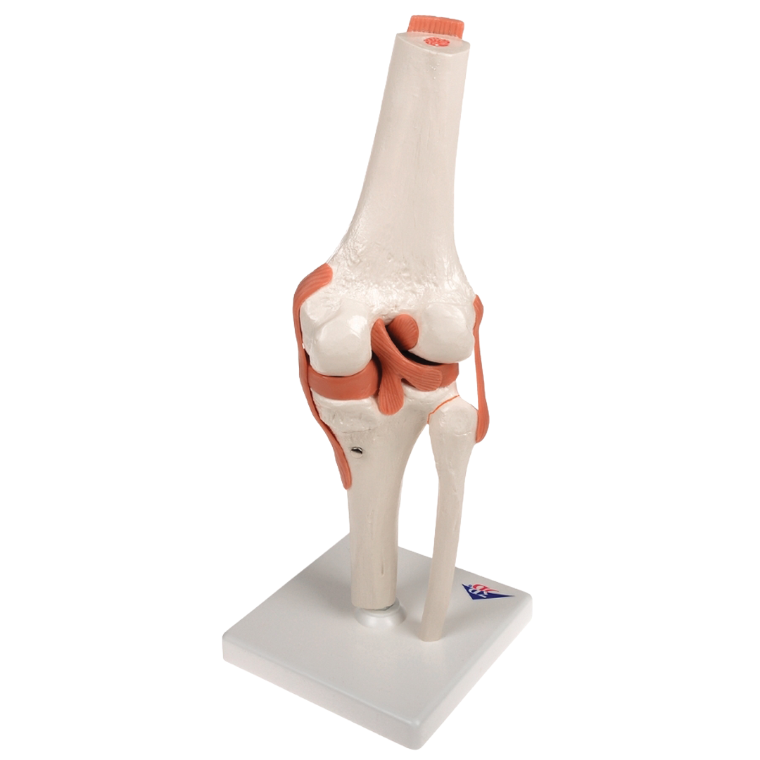 Knee Joint Model