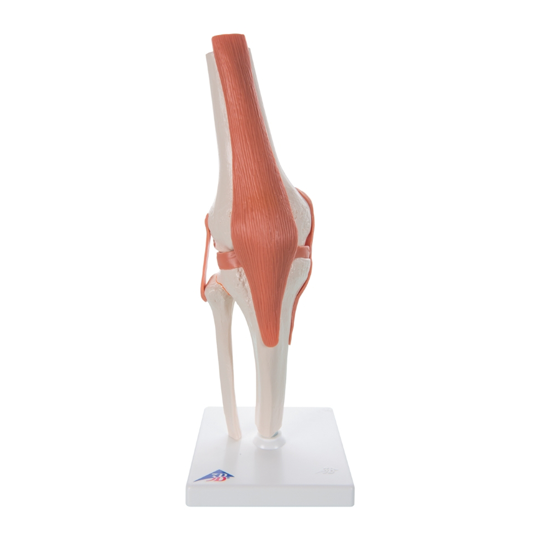 Knee Joint Model