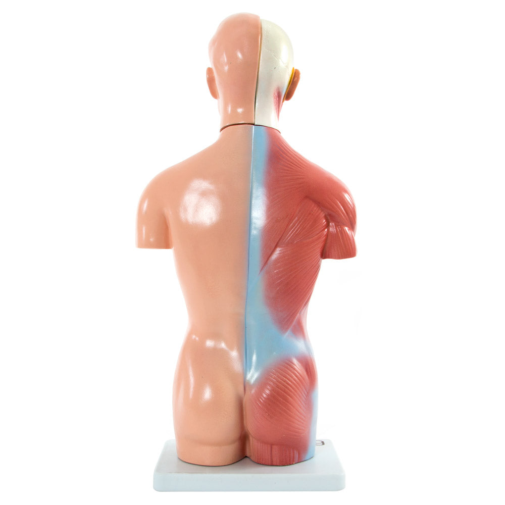 66fit Male Torso Anatomical Model - 13 parts - 42cm