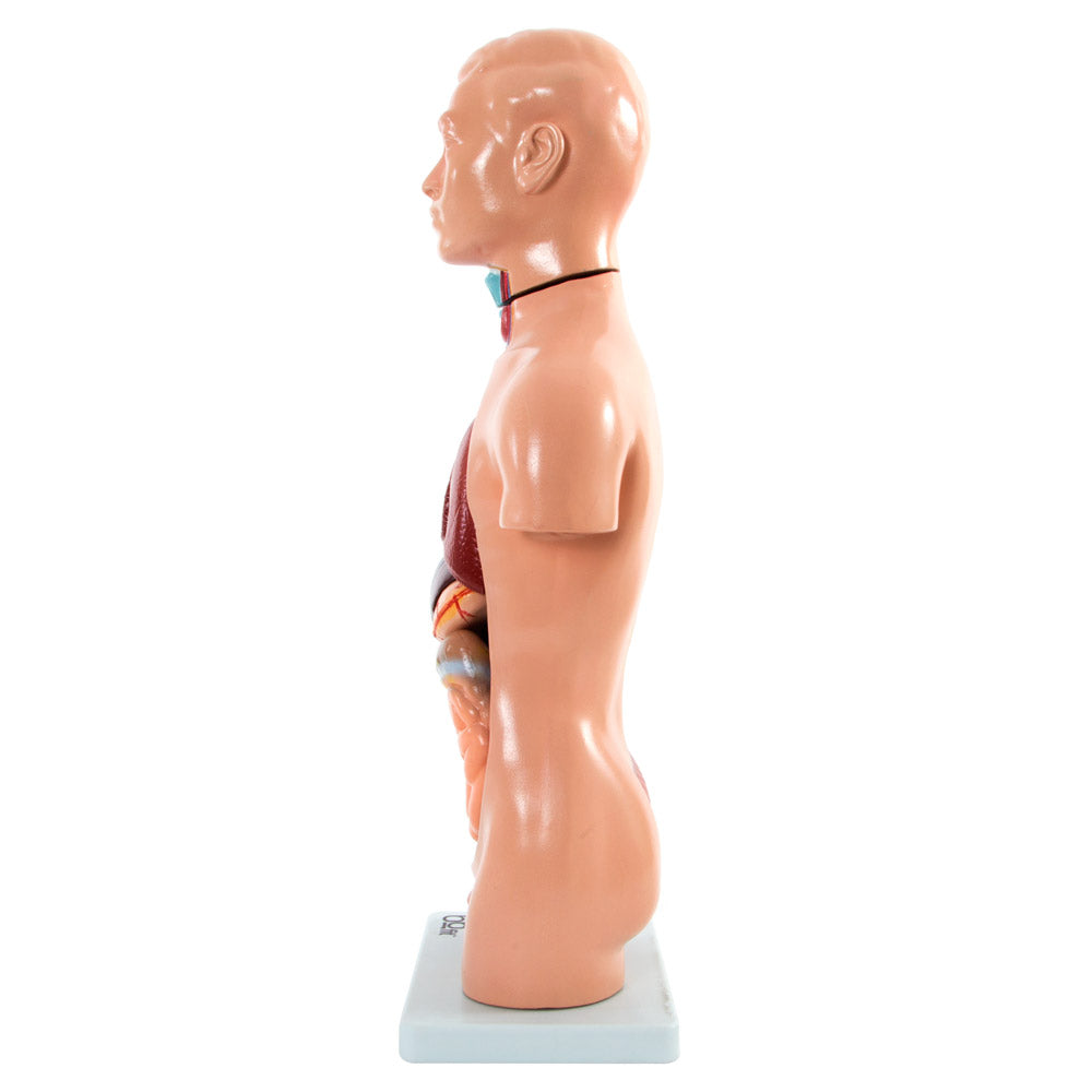 66fit Male Torso Anatomical Model - 13 parts - 42cm