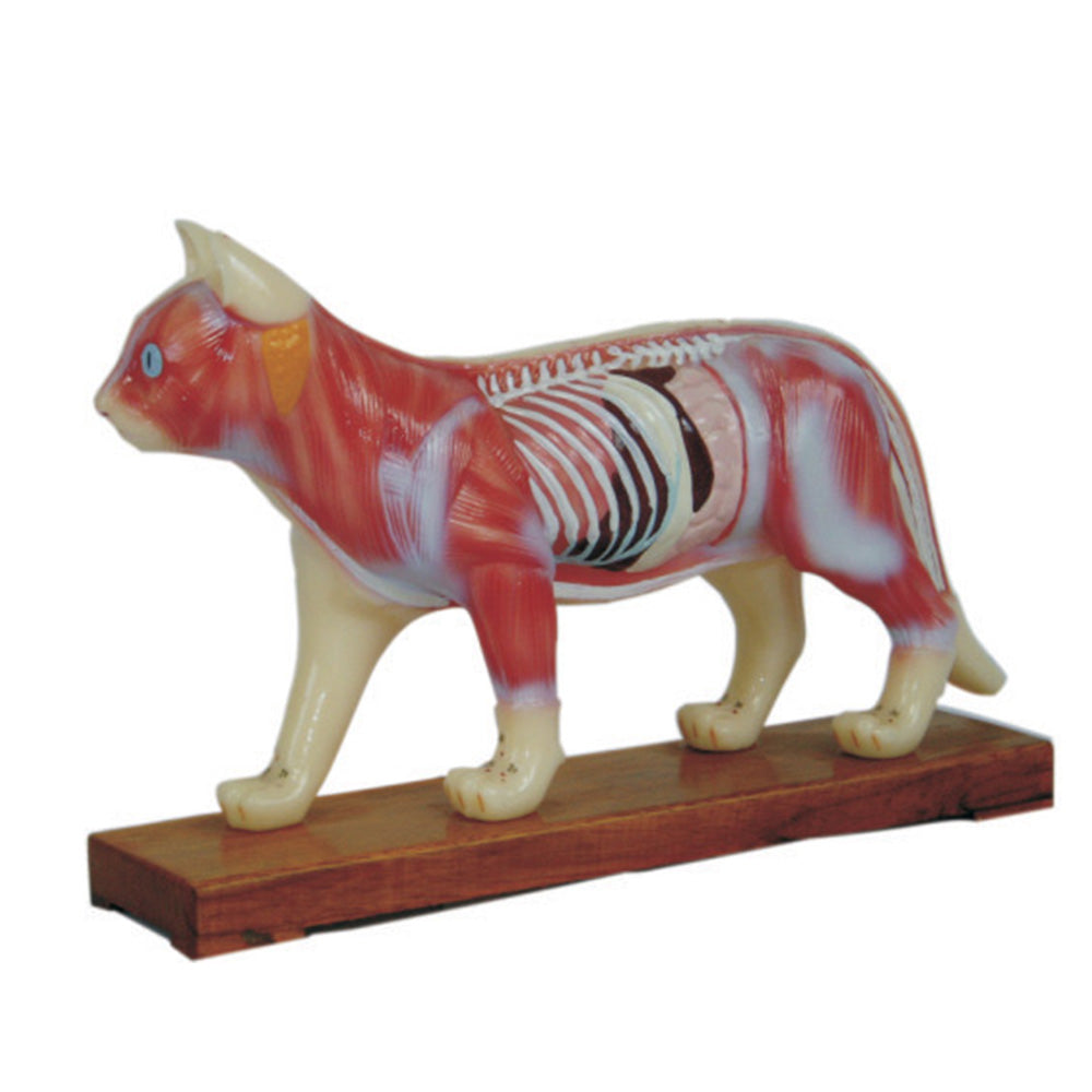 66fit Cat Acupuncture Model