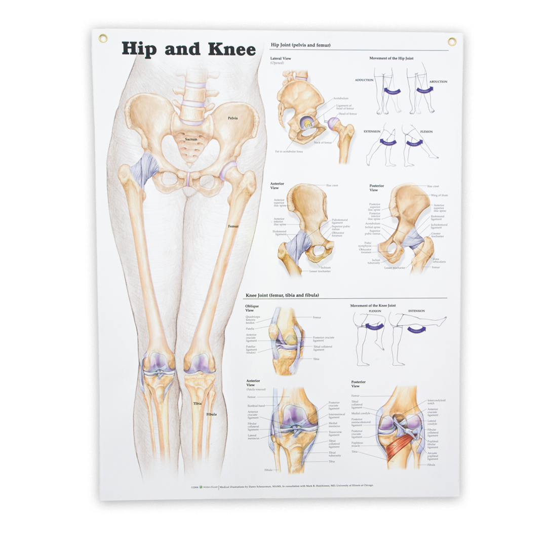 Hip and Knee Anatomical Chart