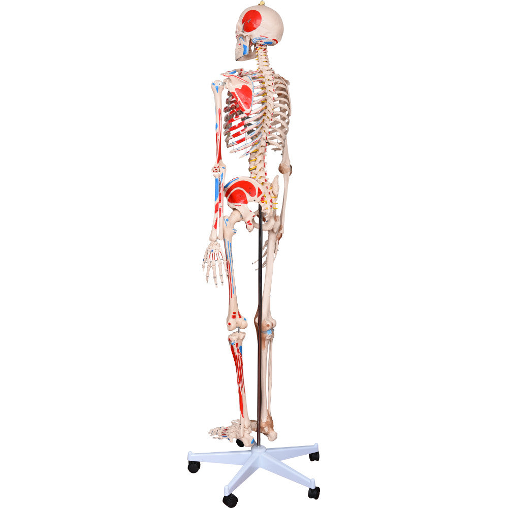 66fit Human Skeleton with Numbered Muscles and Ligaments - 180cm Tall