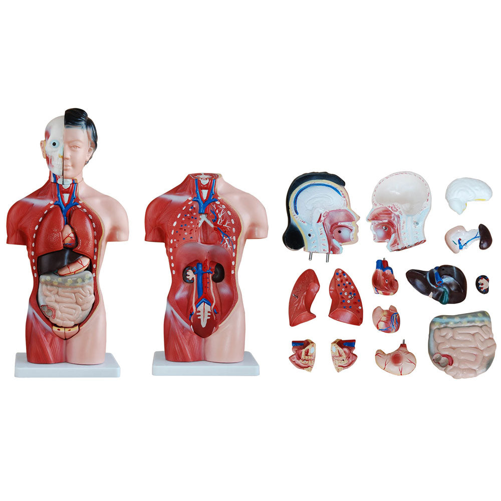 All Torso 66fit Female Torso Anatomical Model - 15 parts - 42cm - Whiteley ...