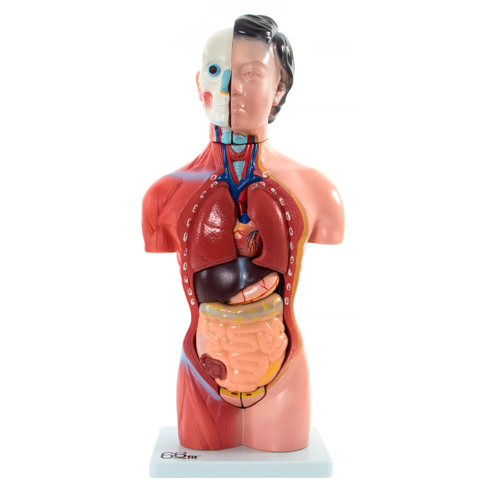 66fit Female Torso Anatomical Model - 15 parts - 42cm