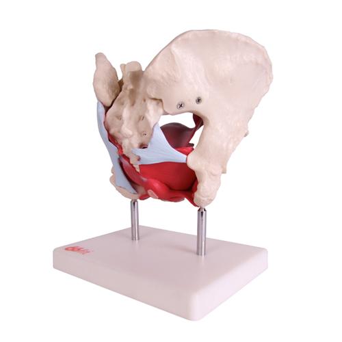 66fit Female Pelvic Muscles &amp; Organ Anatomical Model