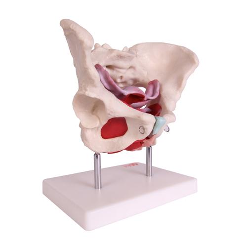 66fit Female Pelvic Muscles &amp; Organ Anatomical Model