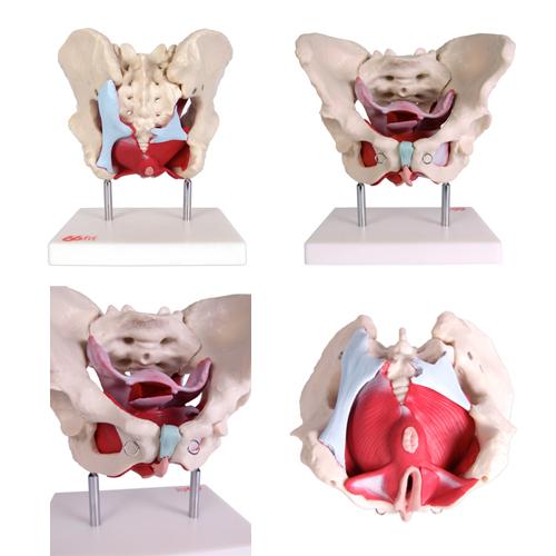 66fit Female Pelvic Muscles &amp; Organ Anatomical Model