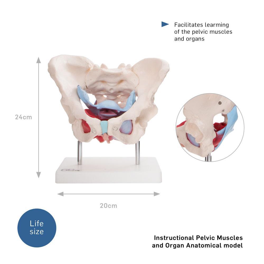 66fit Female Pelvic Muscles &amp; Organ Anatomical Model