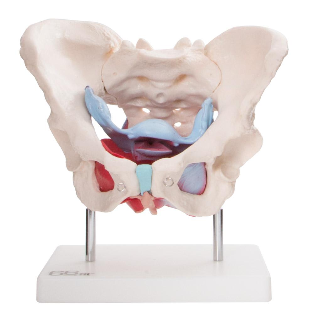 66fit Female Pelvic Muscles &amp; Organ Anatomical Model