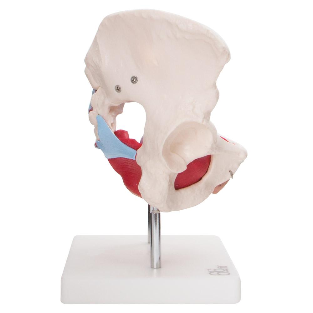 66fit Female Pelvic Muscles &amp; Organ Anatomical Model